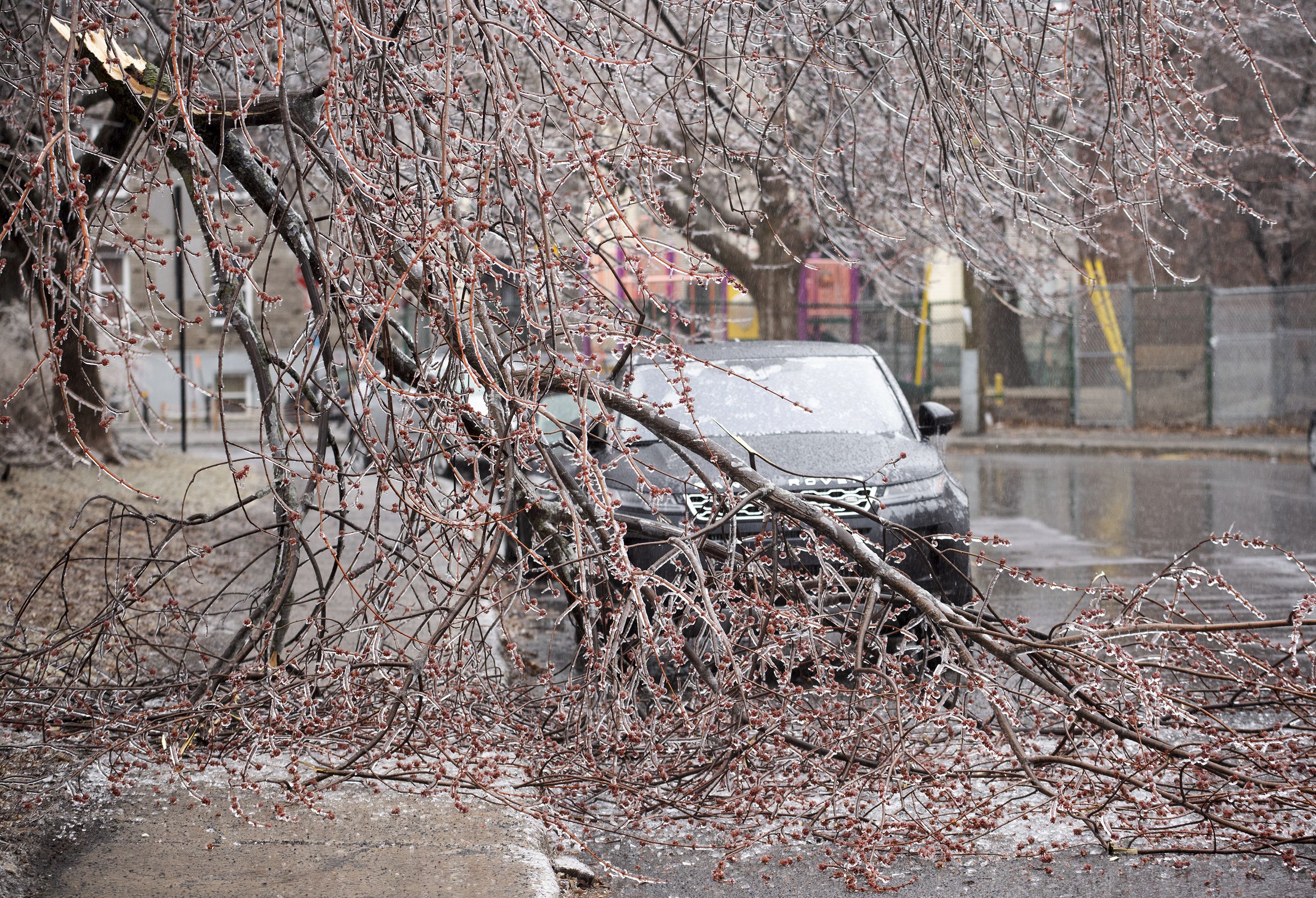 Ramas caídas de un árbol sobre una calle luego de una acumulación de lluvia helada, el miércoles 5 de abril de 2023, en Montreal. (Graham Hughes/The Canadian Press via AP)
